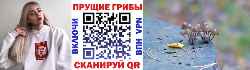 где купить наркоту  Хотьково  Псилоцибиновые грибы мицелий 